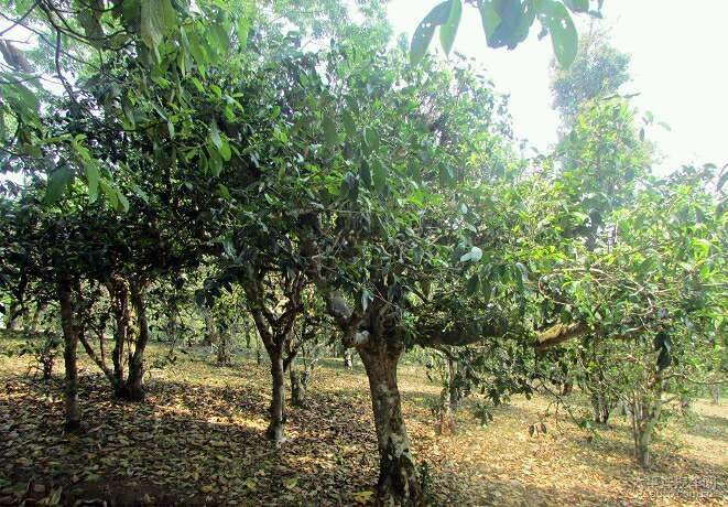 探讨丨古茶树是否应该使用有机肥？