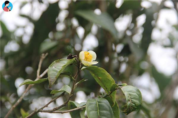 茶树什么时候开花结茶籽？