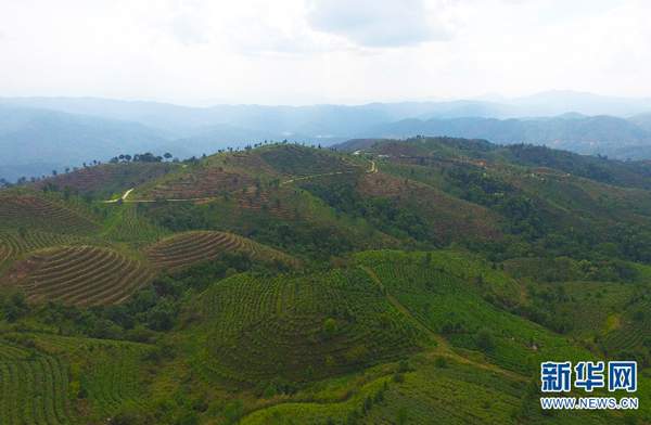 云南勐海：一片茶叶承载的发展足迹与希望