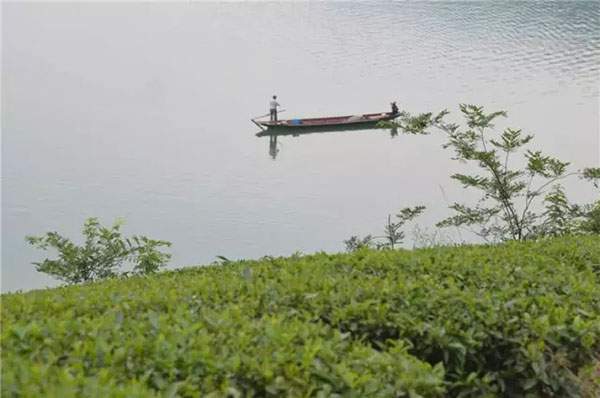 马哲峰：湖南问黑茶，寻源到安化