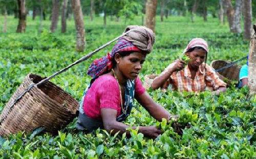 印媒：从种茶到卖茶，印度茶产业需从中国取经