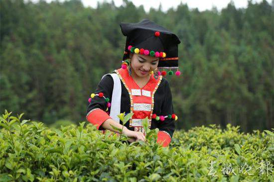 云南保山首届斗茶大赛将于4月26日举行