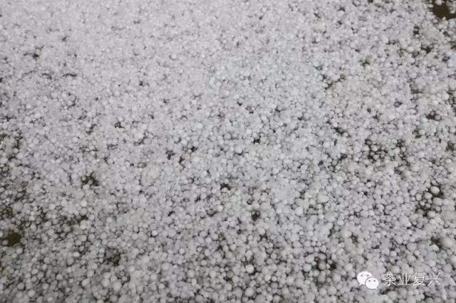 重大消息：昨晚云南茶山遭受冰雹袭击，损失待评估......