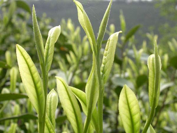 看清春茶价格：古树茶与小树茶的报价体系区别在哪里？