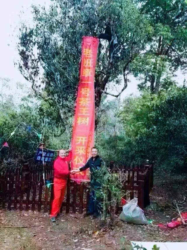 老班章又涨价了，今年茶王树一公斤32万元被人拍走