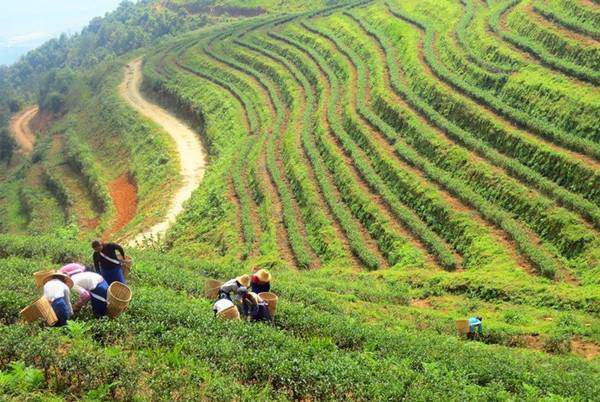 云南省欲打造“千亿云茶”：将为生态茶园建设注入新活力