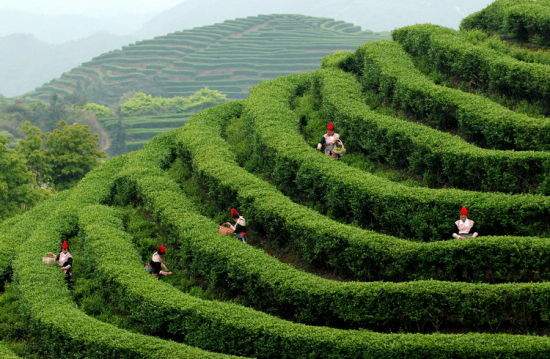 辟谣|“中国98%茶叶都有农药残留？”