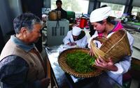 古茶树生存现状不容乐观，贵阳立法保护古茶树资源