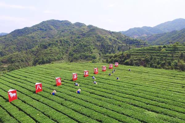 茶叶凭啥成为国际贸易的“硬通货”？