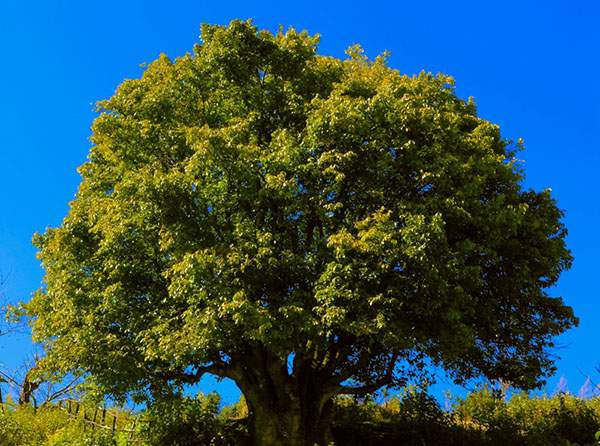 这颗古树茶的树龄超过3200年，是目前世界上最大的茶树