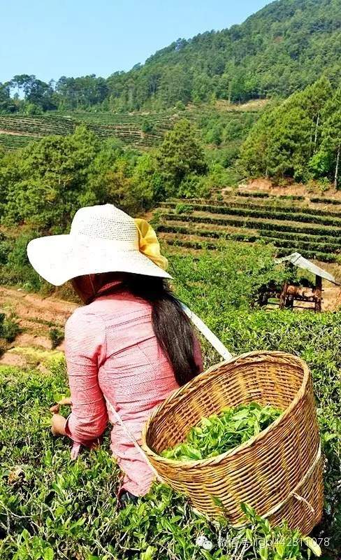 云南新型茶产业开发思路：普通茶园升级的孵化器