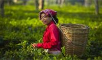 起源于中国8万颗茶种的印度茶