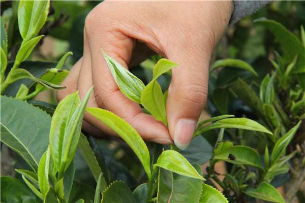 云南勐库“十三五”将实现茶产值逾3亿元