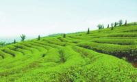 省茶叶流通协会助推云茶产业升级