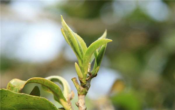 大理南涧运用“生态+”模式推动茶产业发展