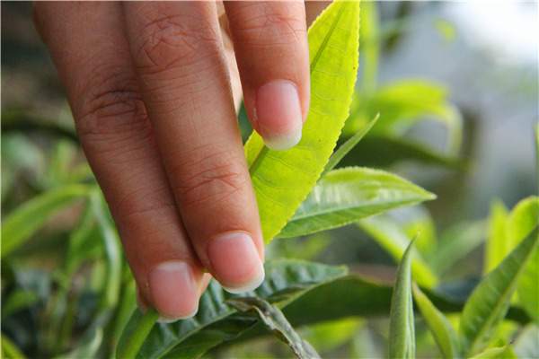 生物有机肥在茶叶标准园中的应用