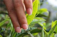 生物有机肥在茶叶标准园中的应用