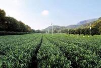 科技前沿：茶叶品质成分和初生代谢关系研究取得重要进展