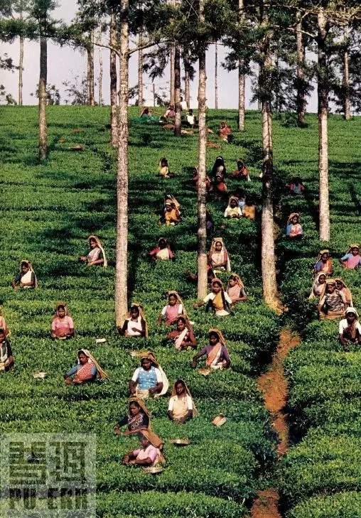 红茶仙踪：英国人饮用的红茶从哪里来呢？