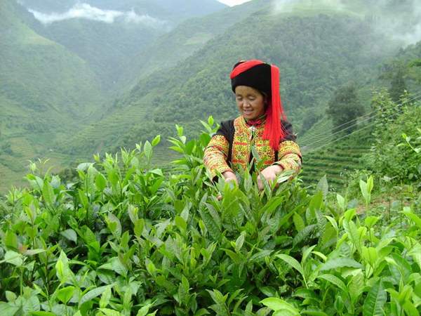 云南绿春县茶叶种植逾20万亩，当地名茶将亮相南博会