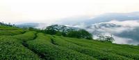 台湾那边的茶乡