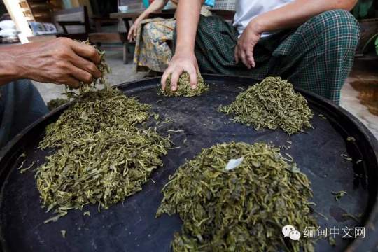 中国茶叶价格普遍下跌，缅甸春茶价格逆势上涨
