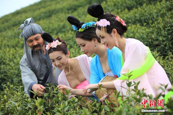 茶山另一眼：江苏唐装采茶女与云南百岁老人，谁更靓？