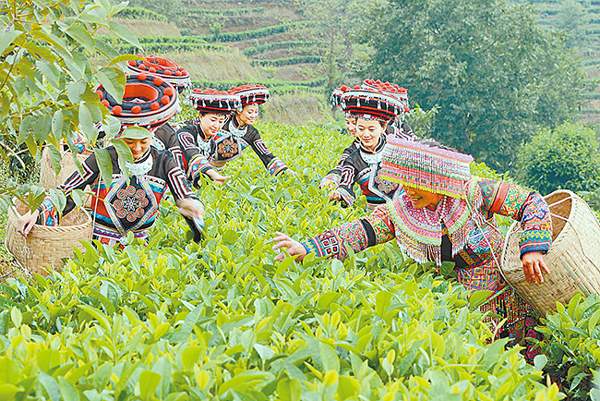 云南昌宁古树茶“抢鲜”上市，价比去年涨40%