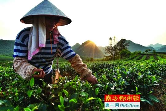 2016茶山播报：行走茶山，寻找一种不可复制的茶香