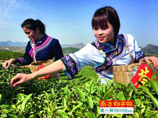 2016茶山播报：行走茶山，寻找一种不可复制的茶香
