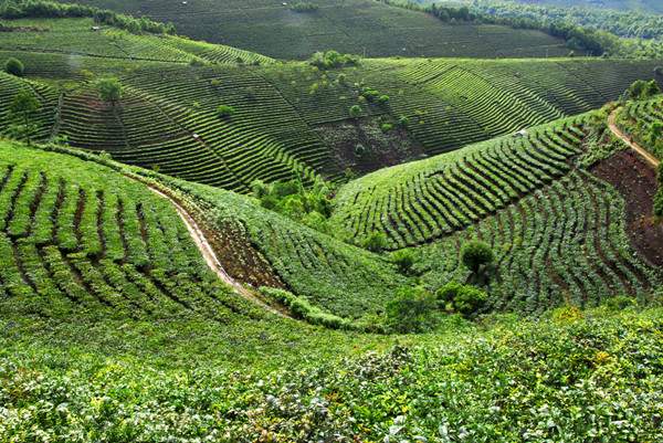 专家评说：我国茶产业发展现状如何？
