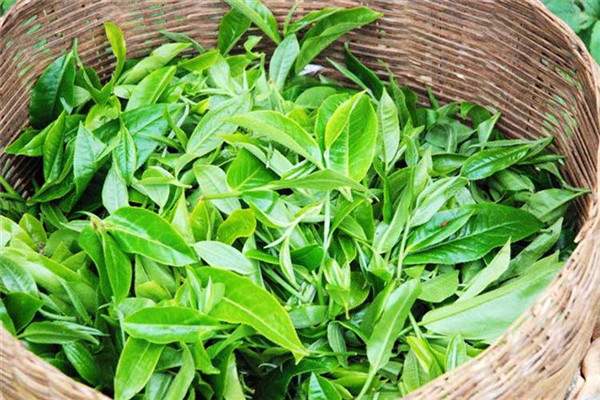滇南2016春茶价格回档，有助茶市提品质促升级