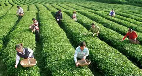中国茶叶产业“十三五”发展规划