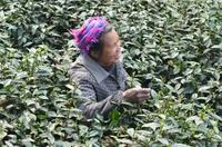 2016四川绿茶田野调查报告：中国名优绿茶将何去何从？