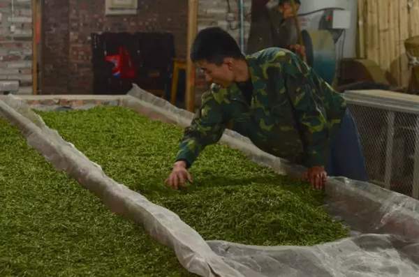 2016四川绿茶田野调查报告：中国名优绿茶将何去何从？