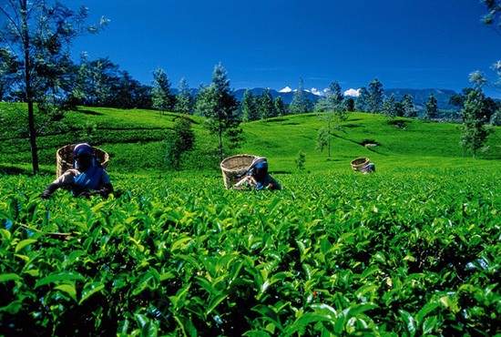 斯里兰卡锡兰茶叶源流考及其种植分布情况