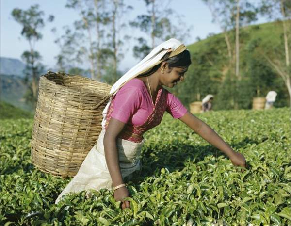 斯里兰卡自由行：品享高山茶园·徒步“世界尽头