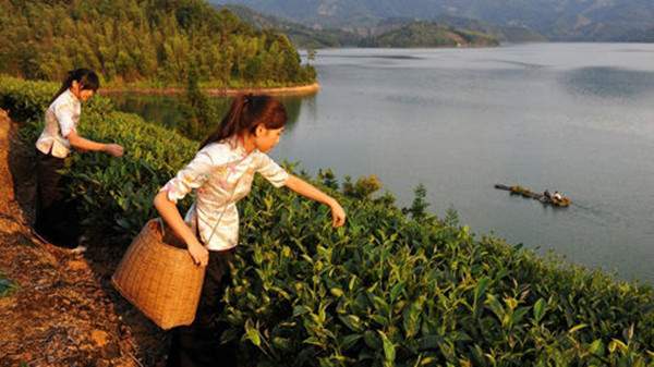 茶叶讯：2016年广东省春茶将推迟上市