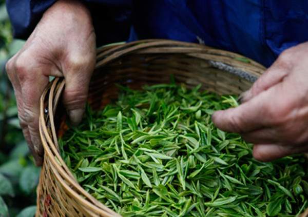 探讨：中国茶叶出口屡屡受阻之因