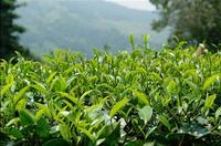 2015茶叶大数据：中国茶产业发展，用“数字”说话