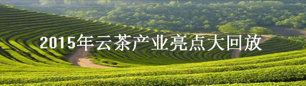 2015年云茶产业亮点大回放