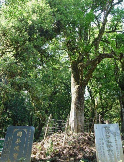 千家寨1号古茶树世界上最大野生古茶树