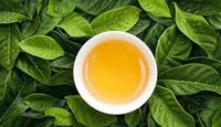 福建农林大学制定首个茶叶国际标准