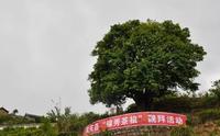 三棵世界上最大的古茶树