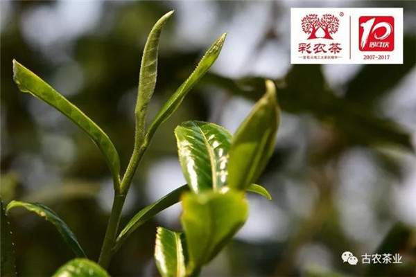 云南彩农：十周年庆全国巡品会品鉴级茶王、茶后