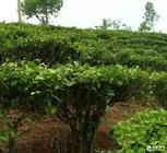 如何提高种植高档茶叶的产量？