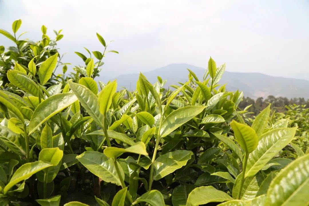 普洱茶工艺上对口感浓郁度的影响