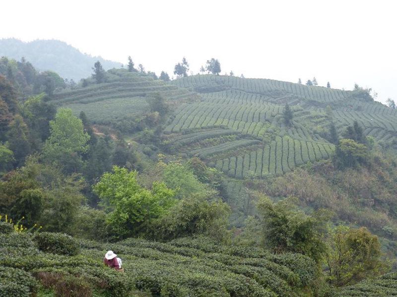中国野生茶树的发现中国古代的著作中关于野生茶树的记载