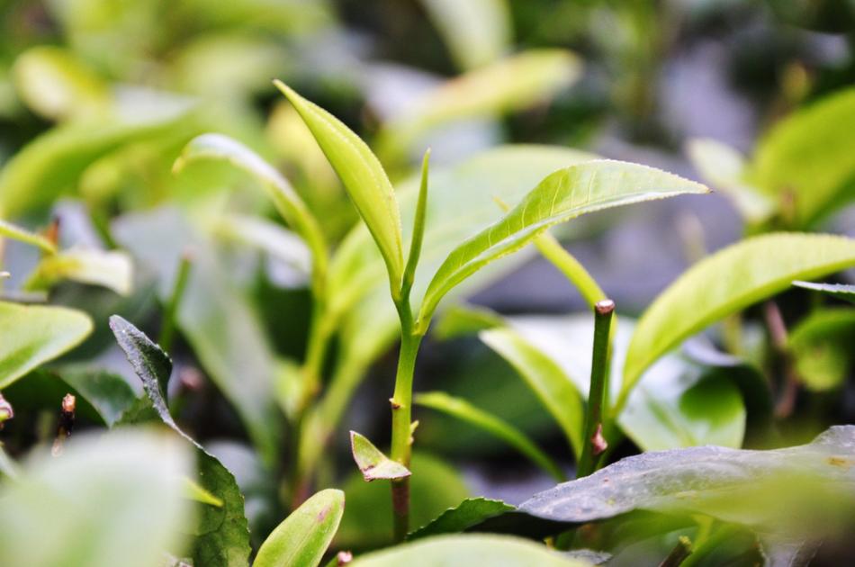 中国是最早发现和利用茶树的国家，被称为茶的祖国