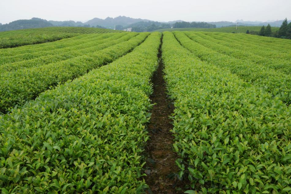 中国茶业向世界的传播是一个历史过程
